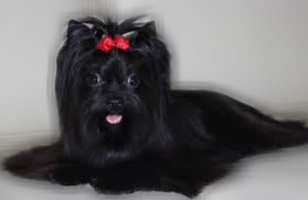 Black terrier