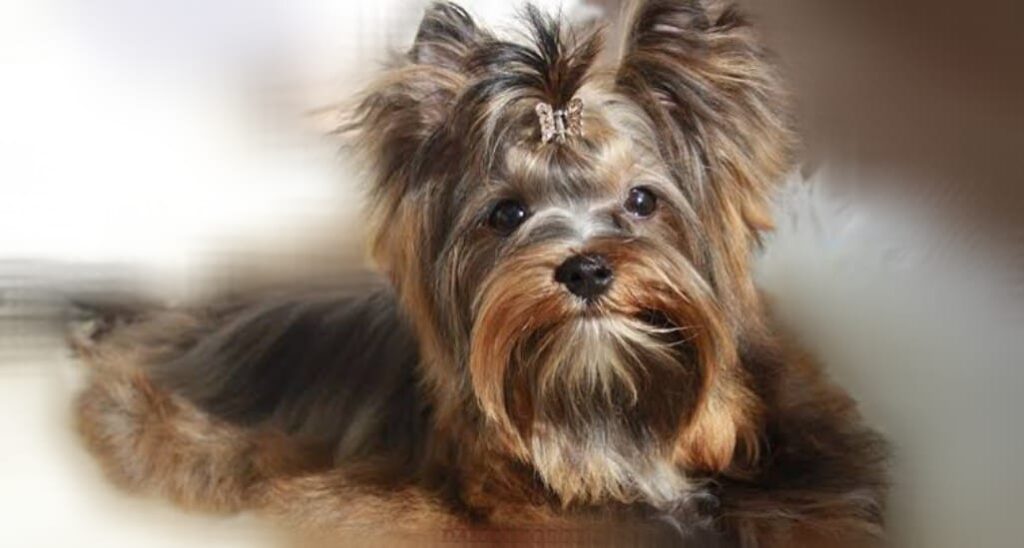 ocean pearl yorkshire terrier
